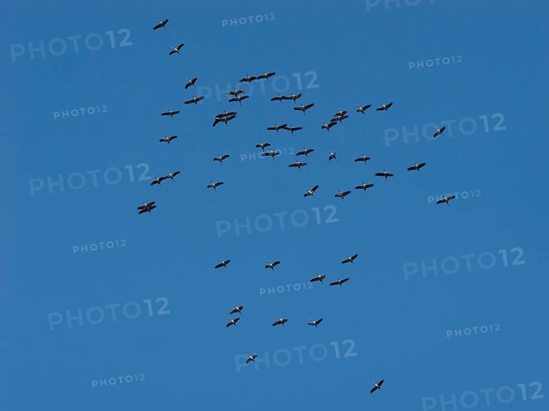 Crane (Grus grus) in flight, autumnal crane migration, migrating cranes, Bielefeld, North Rhine-Westphalia, Germany