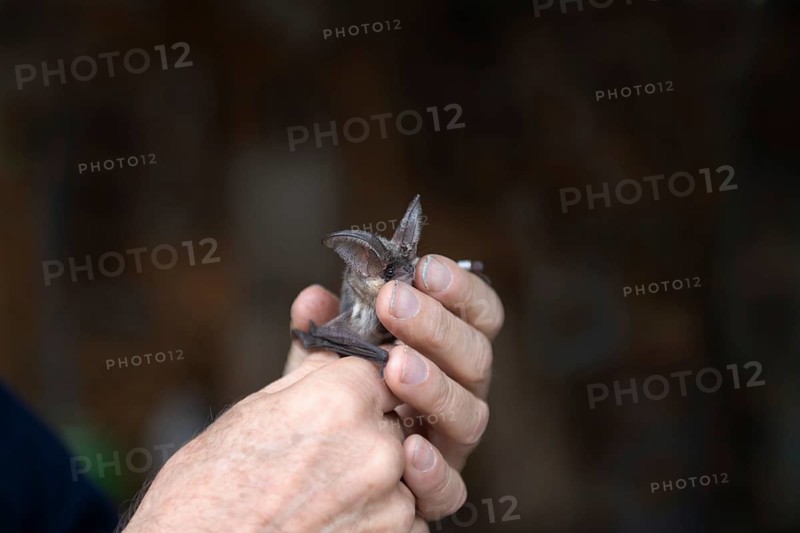 Brown long-eared (Plecotus auritus) is released after ringing, Brandenburg, Germany