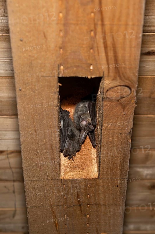 Brown long-eared (Plecotus auritus) sleeping place, Brandenburg, Germany