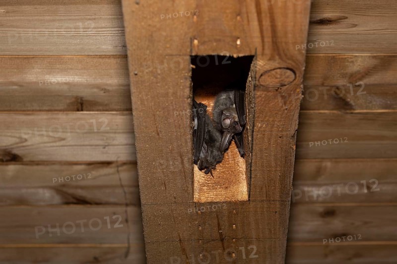 Brown long-eared ear (Plecotus auritus), sleeping place, Brandenburg, Germany