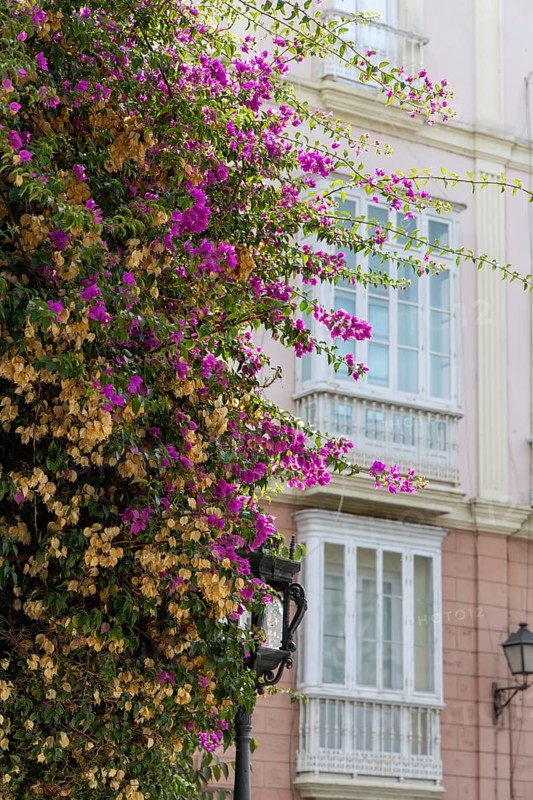 Street scene of a city, historic and Mediterranean. Nice old facades with a beautiful bougainvillea and narrow alleys and streets. Great view of the sunny Atlantic Ocean, Cadiz, Andlusia, Spain