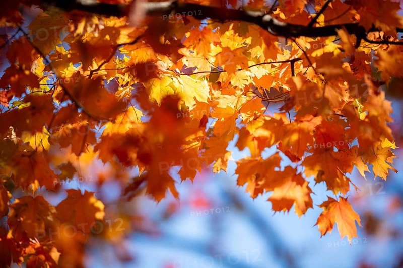 Bright orange maple leaves illuminated by sunlight against a clear blue sky in London, Ontario, Canada