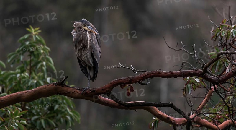 A heron (Ardea cinerea) perched on a tree branch surrounded by greenery in a peaceful natural setting in Horseshoe Bay, West Vancouver, British Columbia, Canada