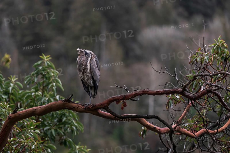 A heron (Ardea cinerea) perches on a branch surrounded by dense forest, embodying tranquility in Horseshoe Bay, West Vancouver, British Columbia, Canada