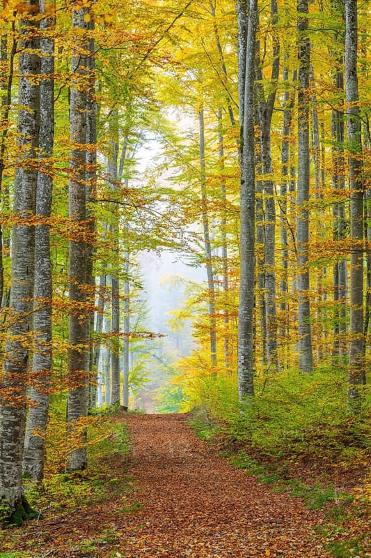 Hiking trail in beech forest (Fagus) in autumn colors, beech plants (Fagaceae), fog, autumn, Leibertingen, Upper Danube nature park Park, Baden-Württemberg, Germany