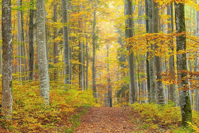 Hiking trail in beech forest (Fagus) in autumn colors, beech plants (Fagaceae), autumn, Leibertingen, Upper Danube nature park Park, Baden-Württemberg, Germany