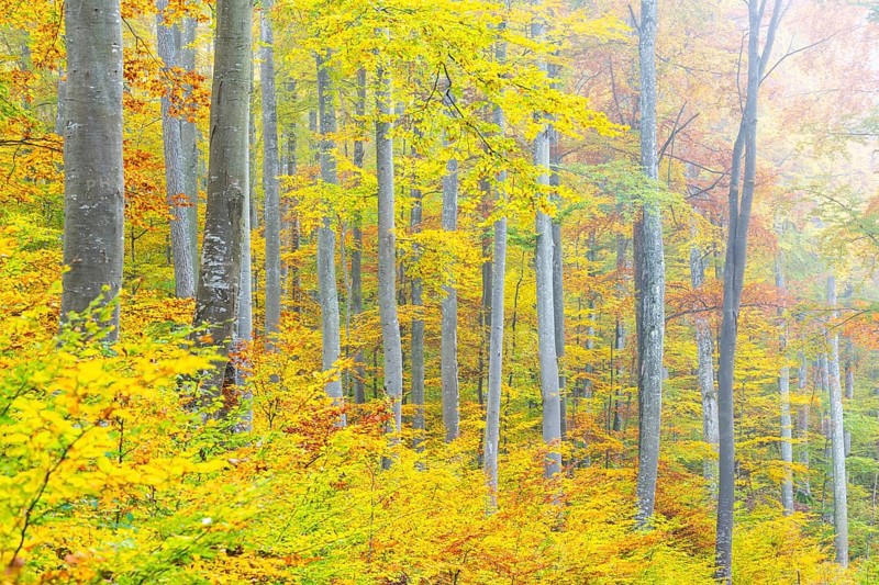 Beech forest (Fagus) in autumn colors, beech plants (Fagaceae), autumn, Leibertingen, Upper Danube nature park Park, Baden-Württemberg, Germany
