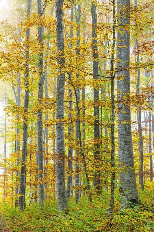 Beech forest (Fagus) in autumn colors, beech plants (Fagaceae), fog, autumn, Leibertingen, Upper Danube nature park Park, Baden-Württemberg, Germany