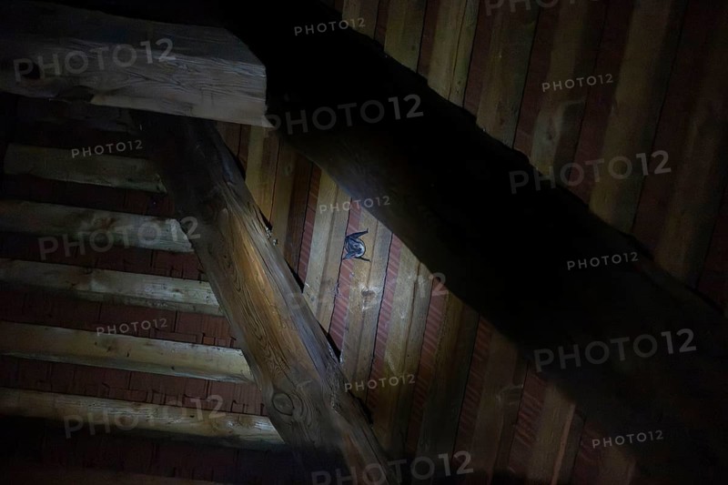 Sleeping bat in roof truss, Graues Langohr, Brandenburg, Germany