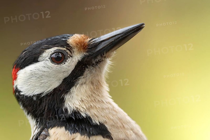 Great spotted woodpecker (Dendrocopos major) portrait photo of the head, floodplain forest, Upper Rhine, Baden-Württemberg, Germany