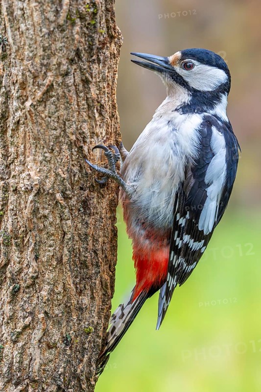 Great spotted woodpecker (Dendrocopos major) sitting on a tree trunk, floodplain forest, Upper Rhine, Baden-Württemberg, Germany