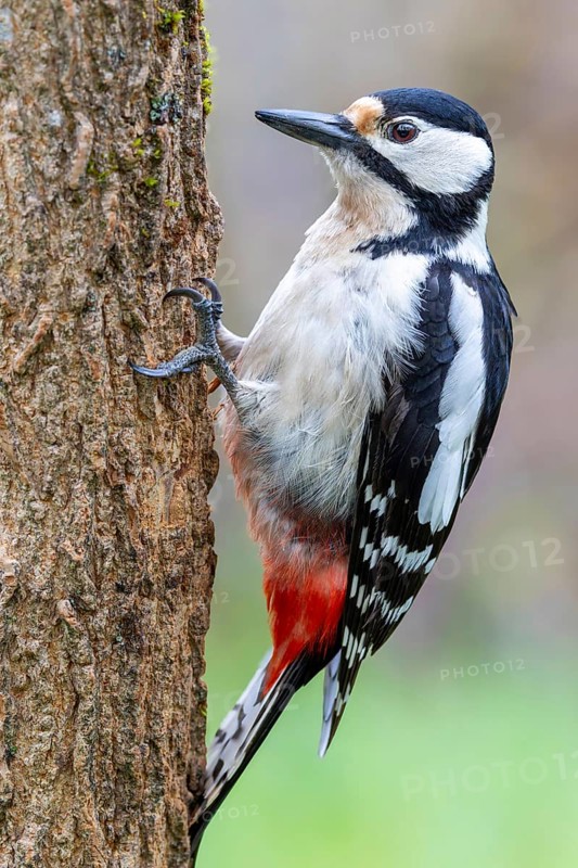 Great spotted woodpecker (Dendrocopos major) sitting on a tree trunk, floodplain forest, Upper Rhine, Baden-Württemberg, Germany