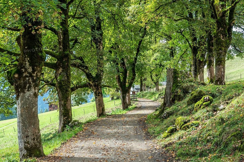 All with sycamore, Gerstruben, Oberstdorf, Allgäu Alps, Oberallgäu, Allgäu, Bavaria, Germany