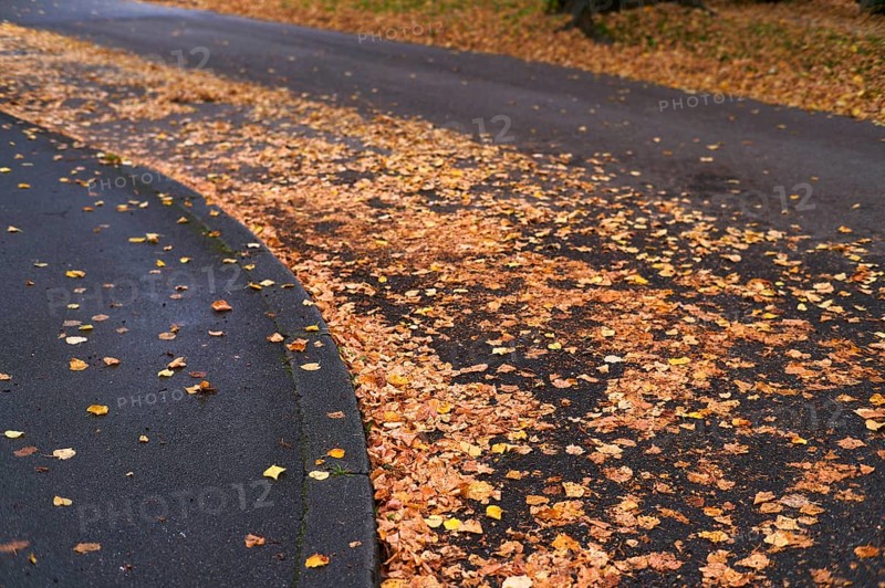 Public road in residential area full of autumn leaves, leaves, risk of slipping, autumn, residential area, Stuttgart, Baden-Württemberg, Germany