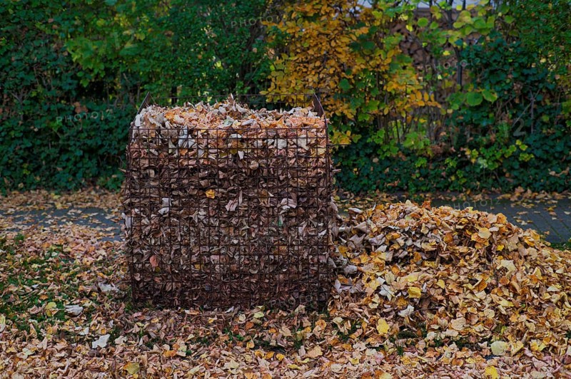 Public collection container, leaf basket, steel mesh compost basket, for collecting autumn leaves, leaves, overfilled, full, leaves, autumn, autumn, residential area, Stuttgart, Baden-Württemberg, Germany