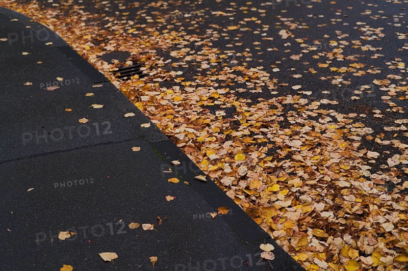 Public road in residential area full of autumn leaves, leaves, wetness, wet, risk of slipping, autumn, residential area, Stuttgart, Baden-Württemberg, Germany