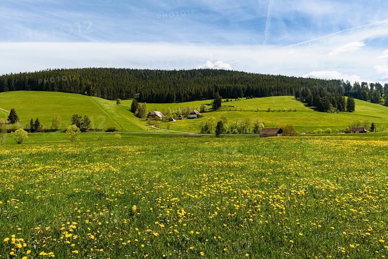 Hilly landscape with spring meadow and farms in Jostal, Titisee-Neustadt, Black Forest, Baden-Württemberg, Germany