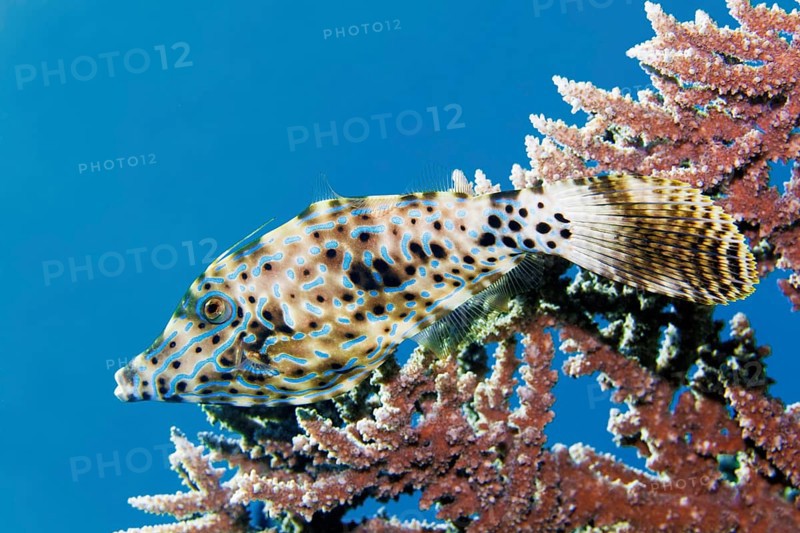 Writing filefish (Aluterus scriptus), hiding under Acropora coral (Acropora), Red Sea, Marsa Alam, Egypt