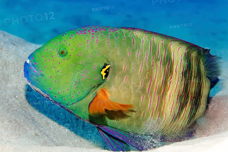 Red-breasted wrapfish (Cheilinus fasciatus), lying on sandy ground, Red Sea, Marsa Alam, Egypt