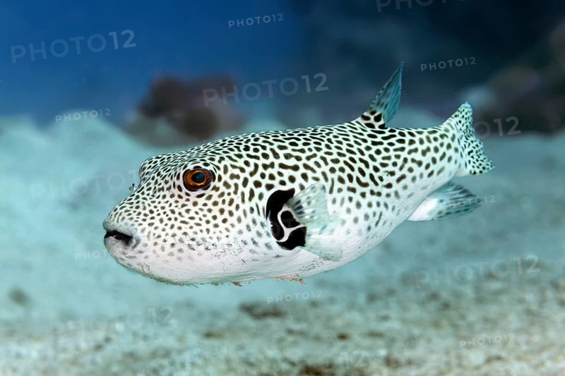 Young giant pufferfish (Arothron stellatus), Red Sea, Marsa Alam, Egypt