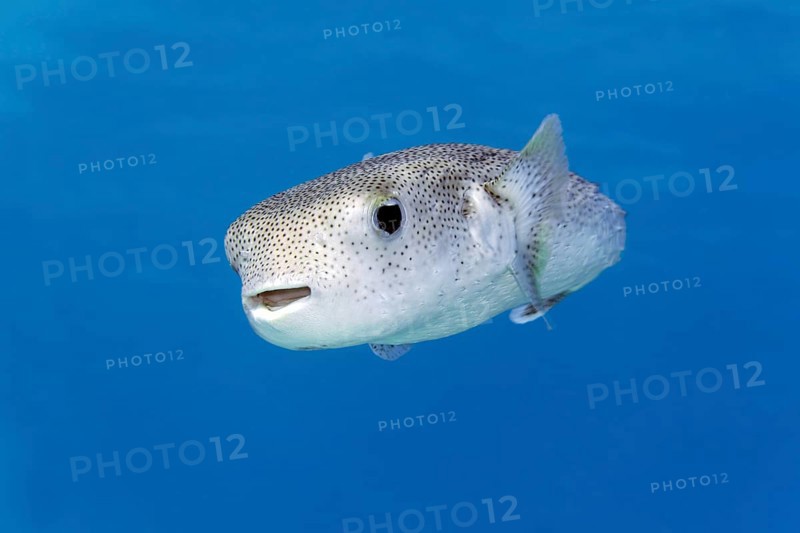 Spotted hedgehog fish (Diodon hystrix) swimming in blue water, Red Sea, Marsa Alam, Egypt