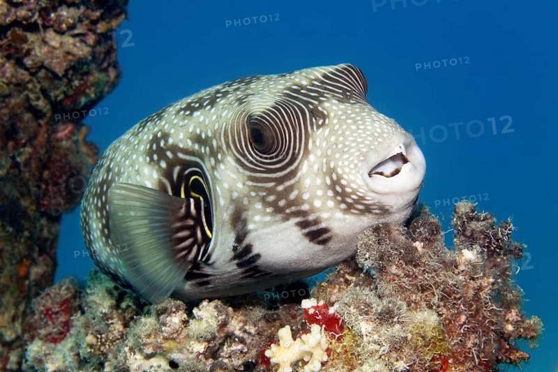 White-spotted pufferfish (Arothron hispidus) resting on stony coral, Red Sea, Marsa Alam, Egypt