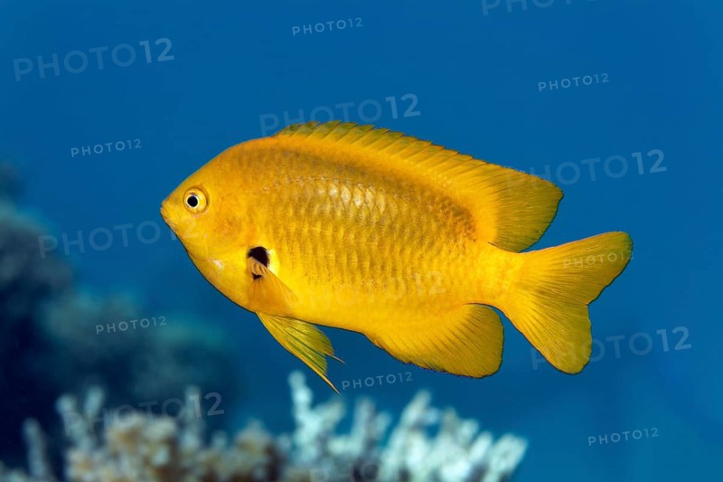 Lemon-yellow demoiselle (Pomacentrus sulfureus) yellow, swimming across coral reef, Red Sea, Marsa Alam, Egypt