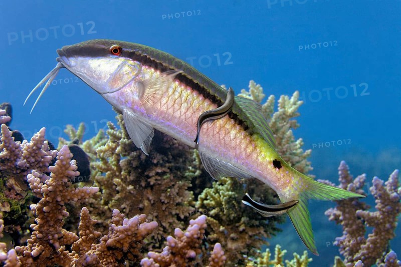 Longbartel red mullet (Parupeneus macronemus) with common cleaning fish (Labroides dimidiatus), two, cleaning station, Red Sea, Marsa Alam, Egypt
