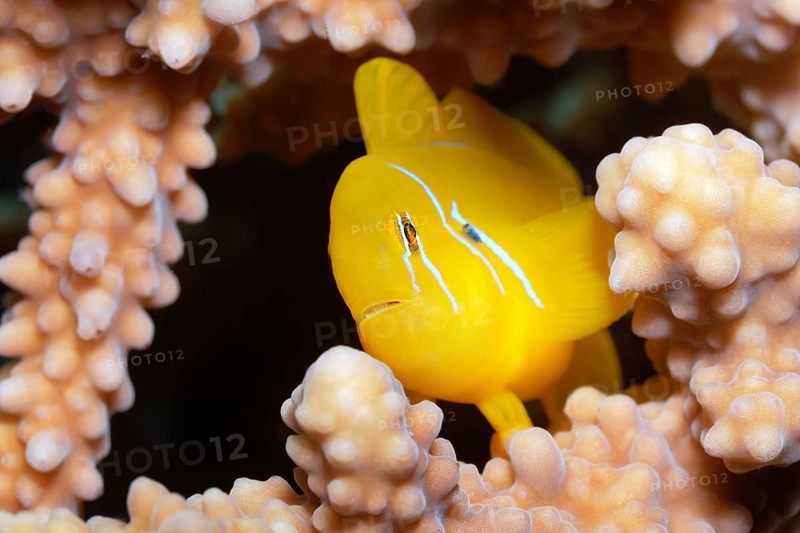 Lemon ground (Gobiodon citrinus) hiding in Agropora coral (Agropora), Yellow, Red Sea, Port Safaga, Egypt