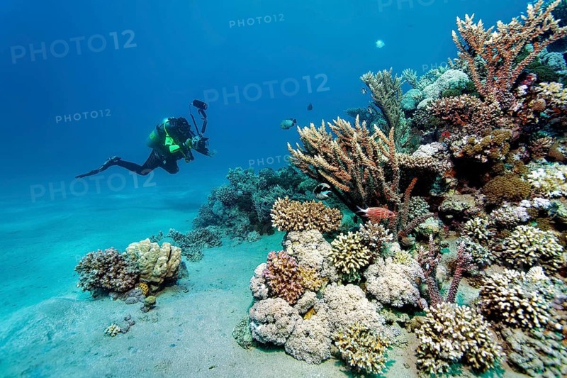 Underwater photographer, diver with underwater camera, camera, approaching intact, small coral reef, Red Sea, Marsa Alam, Egypt