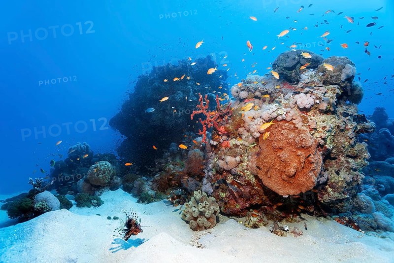 Small coral reef with various corals, schools of fish, swarm of jeweled sea bass (Pseudanthias Squamipinnis), Indian lionfish (Ptrois milas) swimming across sandy bottom, Red Sea, Mars Alam, Egypt