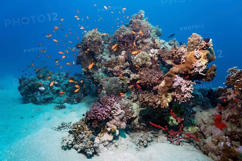Small coral reef with various corals, shoal of fish, swarm of jeweled sea bass (Pseudanthias Squamipinnis), Red Sea, Mars Alam, Egypt