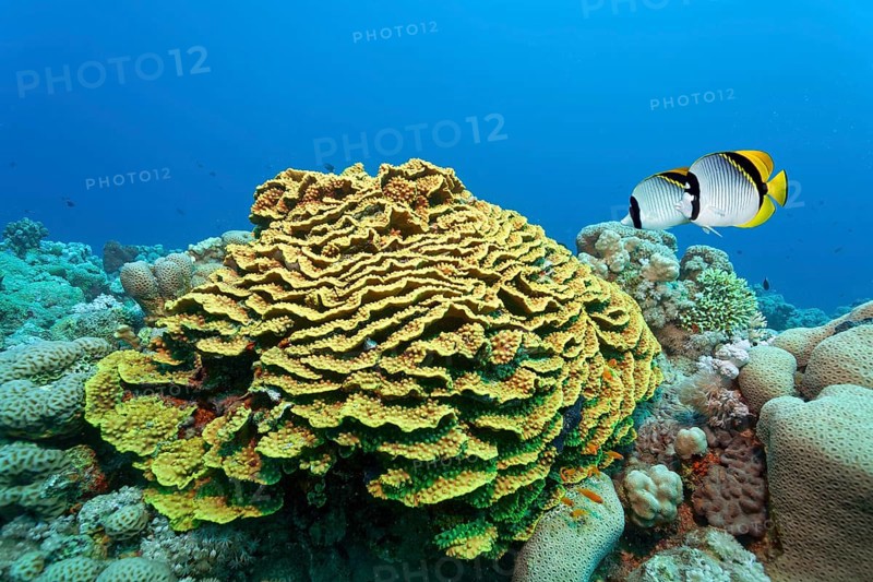 Giant butterflyfish (Chaetodon lineolatus), pair, swimming over twisting lettuce coral (Turbinaria reniformis), Red Sea, Marsa Alam, Egypt