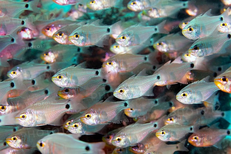 Shoal of shimmering cardinal fish (Archamia lineolata), Red Sea, Marsa Alam, Egypt