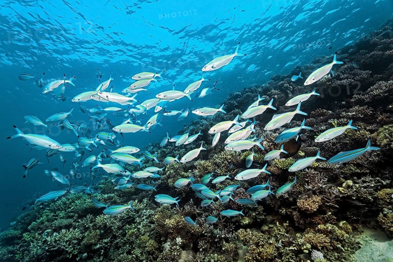 Swarm of gold striped fusilier (Pterocaesio chrysozona) swimming across hard coral reef, Red Sea, Marsa Alam, Egypt
