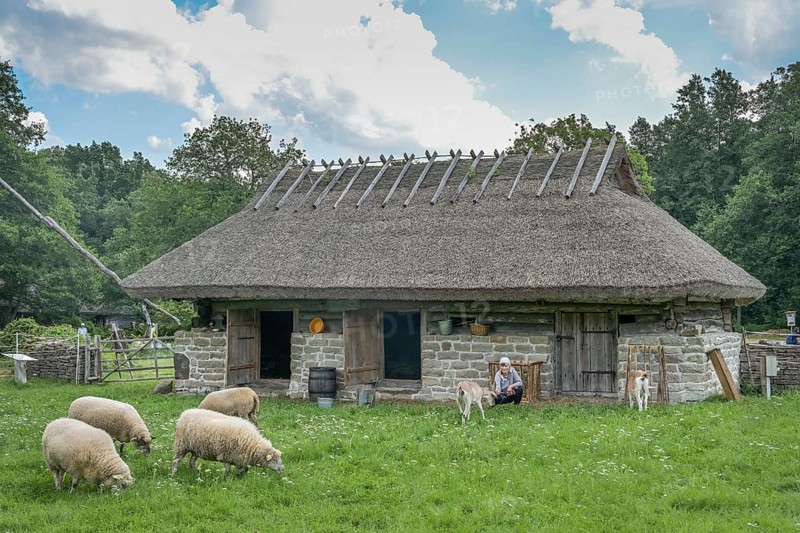 Cattle shed, sheep, goats, thatched roof, Estonian Open Air Museum, Rocco al Mare, Tallinn, Estonia
