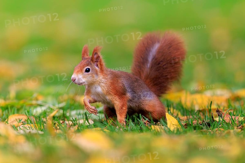 Curious squirrel in colorful autumn grass, squirrel (Sciurus vulgaris), wildlife, Germany