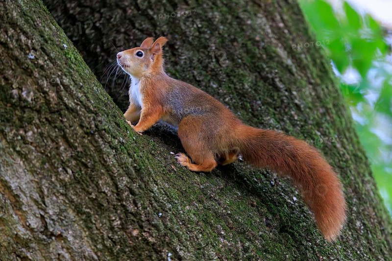 Squirrel climbing up a rough tree trunk, squirrel (Sciurus vulgaris), wildlife, Germany