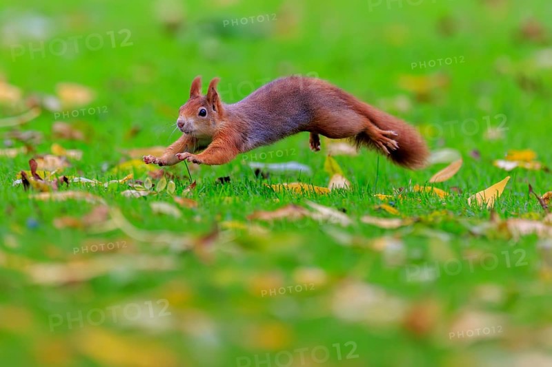Squirrel jumping across lush green with yellow leaves, squirrel (Sciurus vulgaris), wildlife, Germany