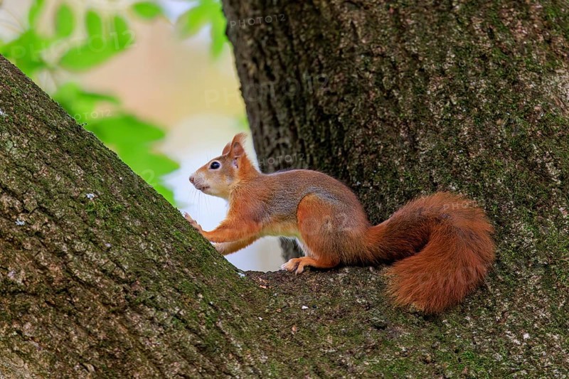 A squirrel rests in the branch fork and observes the surrounding area, squirrel (Sciurus vulgaris), wildlife, Germany
