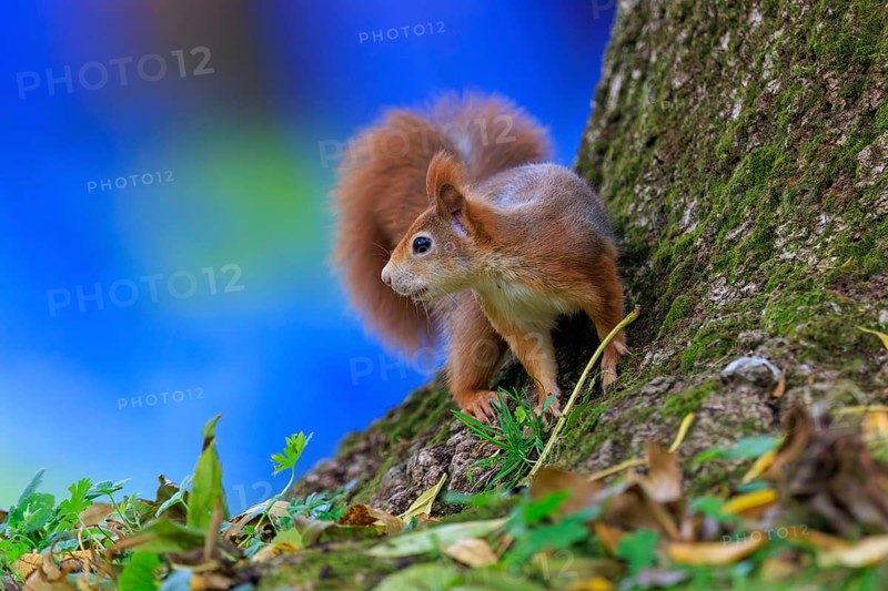 A squirrel peeks at a mossy trunk against a bright blue background, squirrel (Sciurus vulgaris), wildlife, Germany