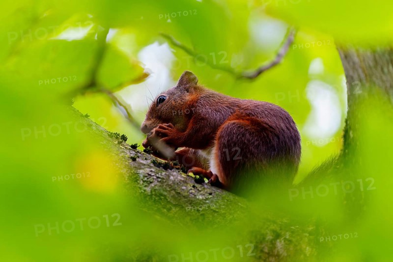 Squirrel nibbling on a branch under cover of thick leaves, squirrel (Sciurus vulgaris), wildlife, Germany