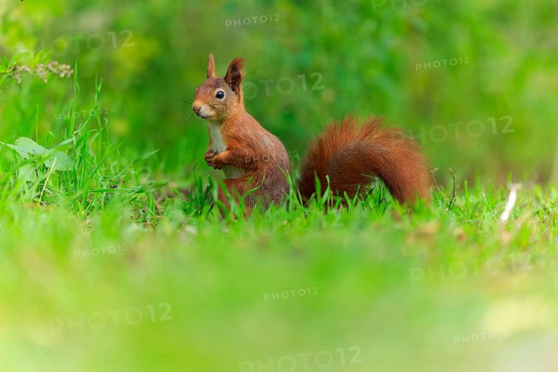 Squirrel sitting in lush green and listening carefully, softly released, squirrel (Sciurus vulgaris), wildlife, Germany