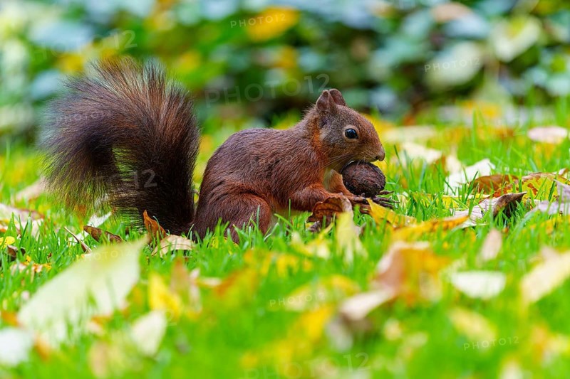 Squirrel keeps a walnut in the grass among colorful autumn leaves, squirrel (Sciurus vulgaris), wildlife, Germany