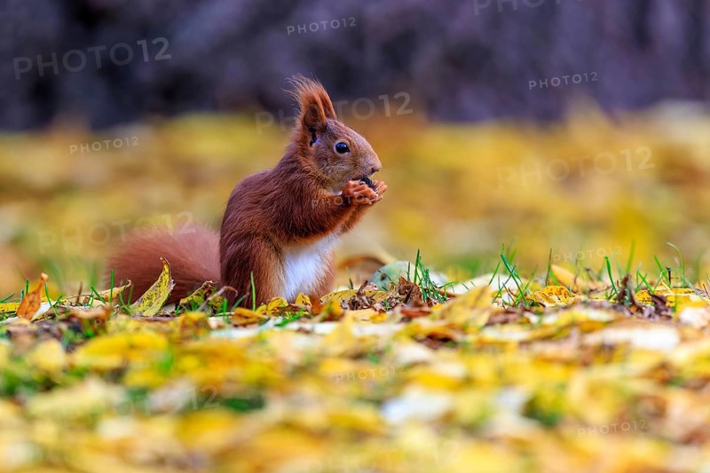 Squirrel nibbling in golden leaves, exposed against soft background, squirrel (Sciurus vulgaris), wildlife, Germany