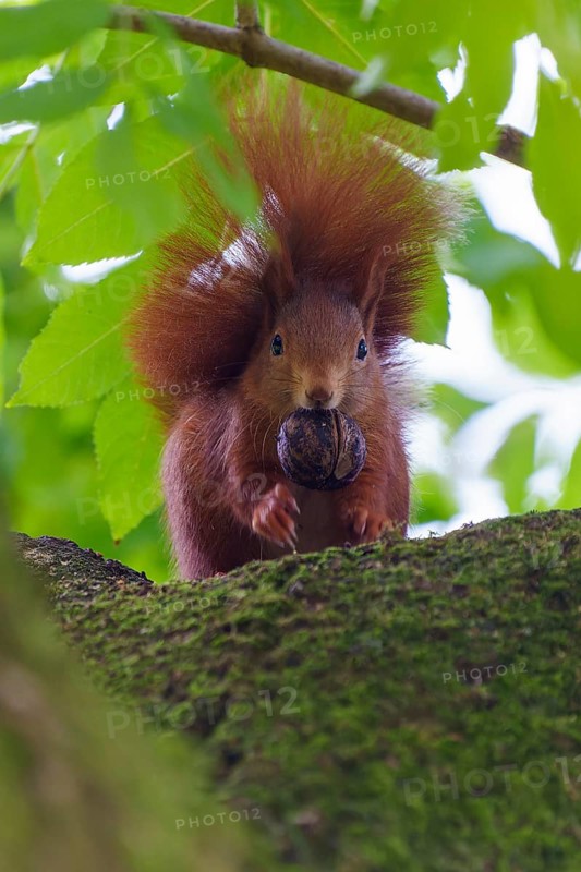 Red squirrel on mossy branch with walnut, surrounded by fresh leafy green, squirrel (Sciurus vulgaris), wildlife, Germany
