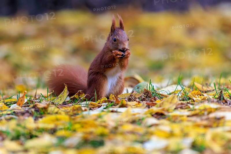 White-chested squirrel nibbling in a sea of leaves, autumnal and peaceful, squirrel (Sciurus vulgaris), wildlife, Germany
