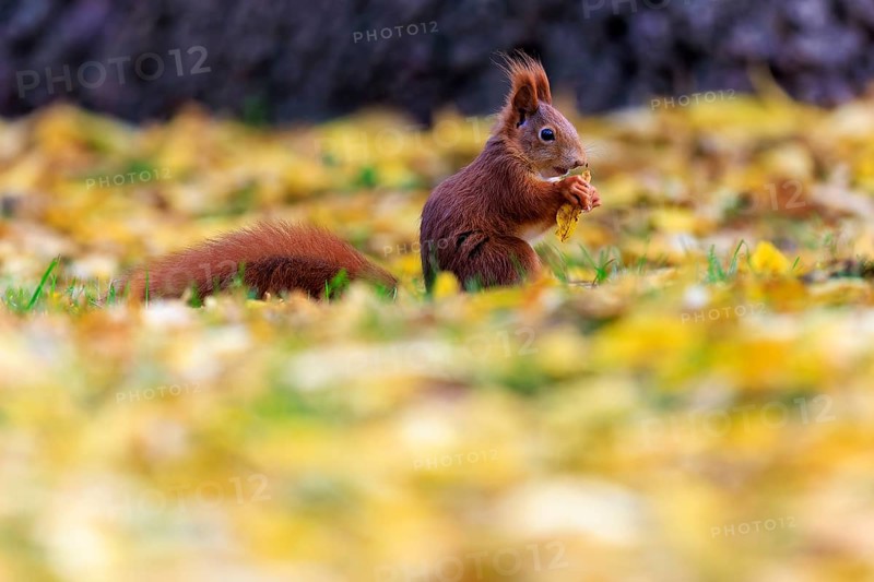 Squirrel eating in a carpet of yellow autumn leaves, silent and concentrated, squirrel (Sciurus vulgaris), wildlife, Germany