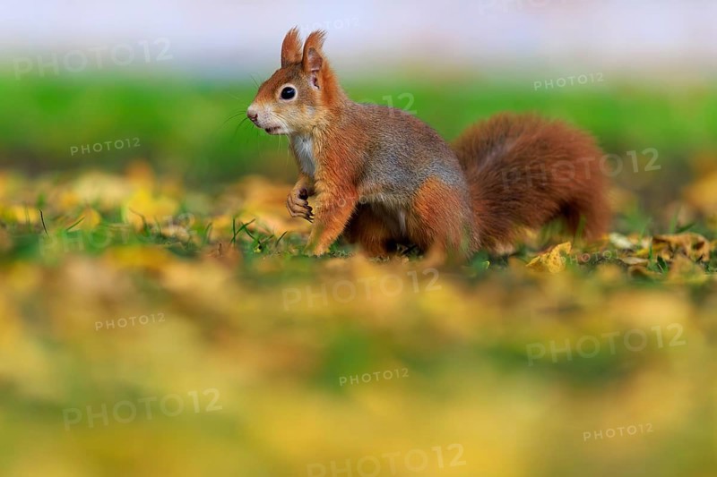 Upright and alert in colorful foliage, squirrels in front of gently blurred green, squirrel (Sciurus vulgaris), wildlife, Germany