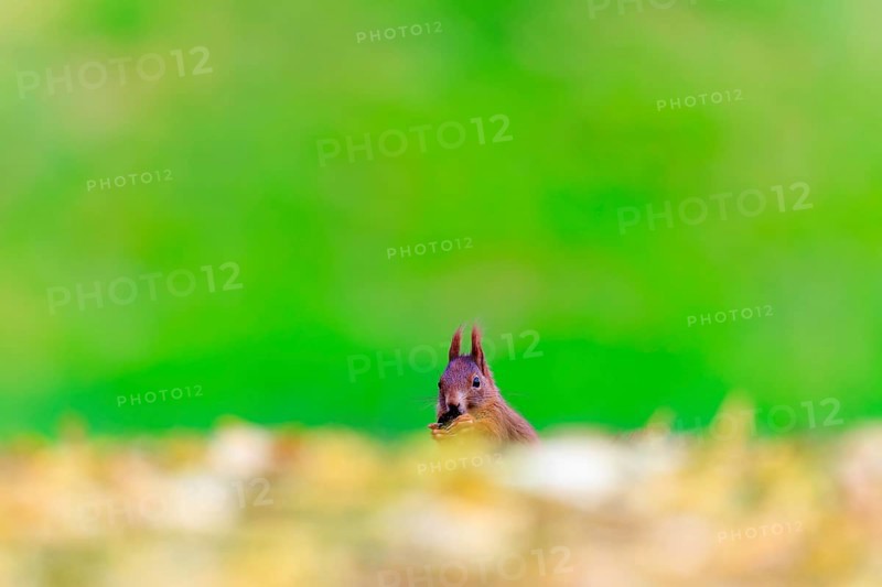Curious view over a golden leaf edge, squirrel with nut in front of calm greenery, squirrel (Sciurus vulgaris), wildlife, Germany